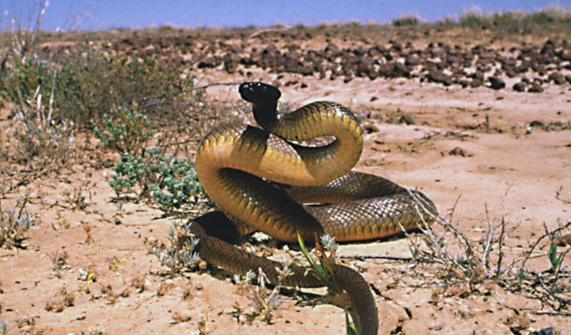 Inland Taipan Is The World’s Most Venomous Snake, Its Single Bite Can Kill Over 100 People