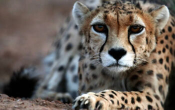 Conservationists Raise Alarms: Key Concerns for Cheetahs