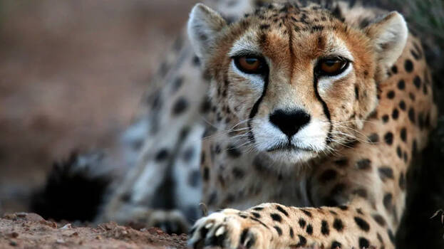 Conservationists Raise Alarms: Key Concerns for Cheetahs